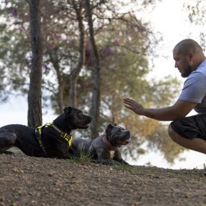 man-outdoors-dog-training-session-with-two-dogs man-outdoors-dog-training-session-with-two-dogs